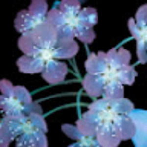 Meet your Posher, Lorissa